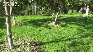 Приствольные круги с весны до зимы, как содержать их в порядке и что посадить вокруг деревьев.