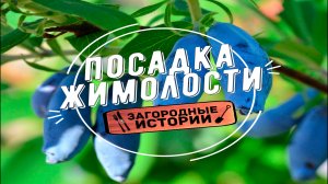 Посадка жимолости весной