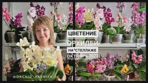 Осеннее цветение орхидей на стеллаже | Октябрь-2023 | Краткий обзор моих цветущих фаленопсисов ?