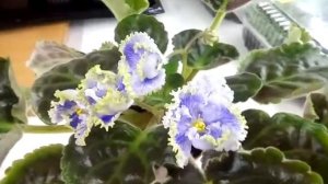 Kei-Yoki фіалка стандарт