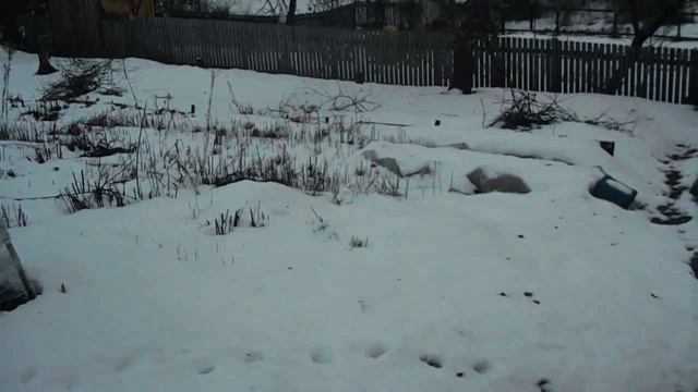 куриные новости// огород зимой смотреть онлайн