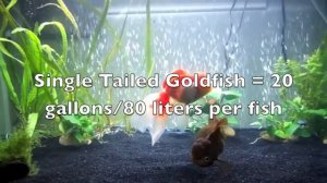 Goldfish Care: Tank Size