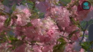 Миндаль Луизиания