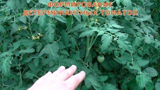 Томат. Формирование низкорослых, детерминантных, индетерминантных и индетерминантных черри томатов.