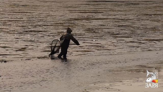 Рыбхоз Заря - Отлов Выростного пруда 2018 смотреть онлайн