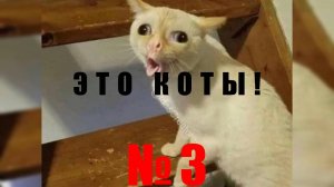 Новые видео с котами! Смешные коты, подборка. Часть 4. Приколы!  Смешно!  ЭТО КОТЫ !