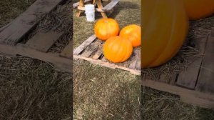 SC. PUMPKIN DAY HALLOWEEN. ТЫКВЫ ДЕНЬ ИЛИ ПРАЗДНИК УРОЖАЯ.