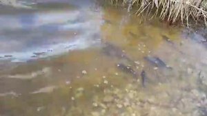 Рыбалка в Зеленой Ниве (Красноперекопск)