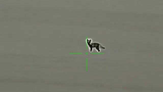 Охота на лис. тепловизор SCT 35 смотреть онлайн