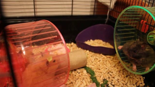 Хомячьи бега или Perpetuum mobile смотреть онлайн