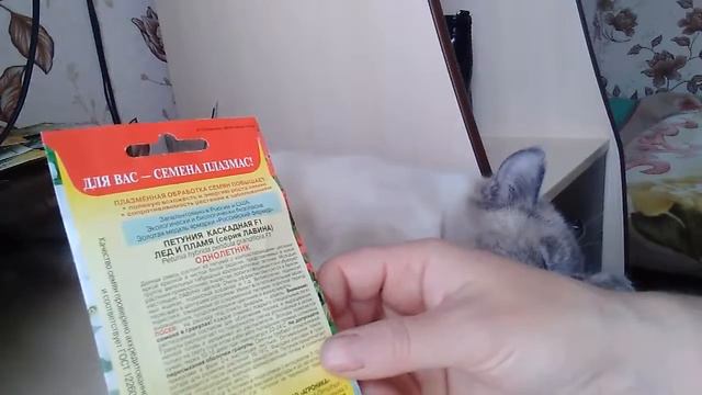 Обзор семян петуний смотреть онлайн