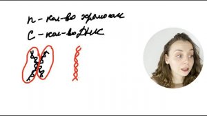 определение набора хромосом и ДНК в клетке | ЕГЭ по биологии 2023