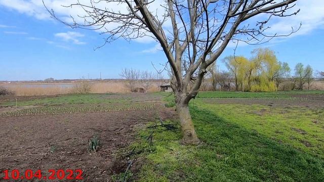 ОБРЕЗКА ГРЕЦКОГО ОРЕХА смотреть онлайн