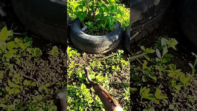 #shorts#плоскорез#огород#сорняки#Flat#cutter#for#vegetable#garden#БорьбаСсорняками#