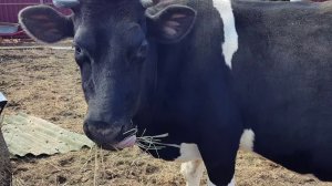 ДОМАШНИЙ СЫР КАК ПРОДАЮ КОРОВУ ОСЛИКИ