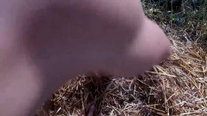 Выращивание картофеля под соломой / Как вырастить ведро картофеля с куста