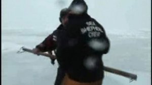 Команда "Морского пастуха" Sea Shepherd атакована зверобоями