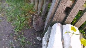 Как мы с внучкой звали ЁЖИКА в гости!