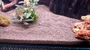 Переделываю свой аквариум100 литров с буцефаландрами и креветками Red faer На грунт Shirakyra 3 ден