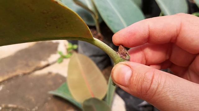 Фикус эластика баргларидан купайтириш смотреть онлайн