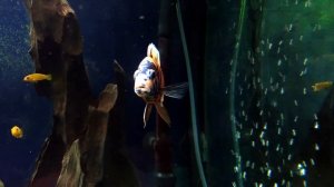 Аквариум 400л