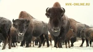 Бизонов выпустили в дикую природу в Якутии