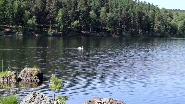 Взлёт и посадка лебедей на озеро. Прилетел 3ий лебедь мешал другим 2ум наслаждаться своей компанией смотреть онлайн