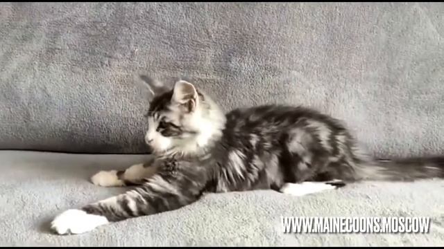 Кот Мейн-кун Чёрный серебристый мрамор (ns2203) 4 месяца. смотреть онлайн