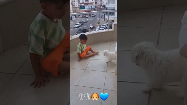 Sevimli köpek maltese