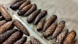 Как сушить шишки в духовке и что получается ⁉️