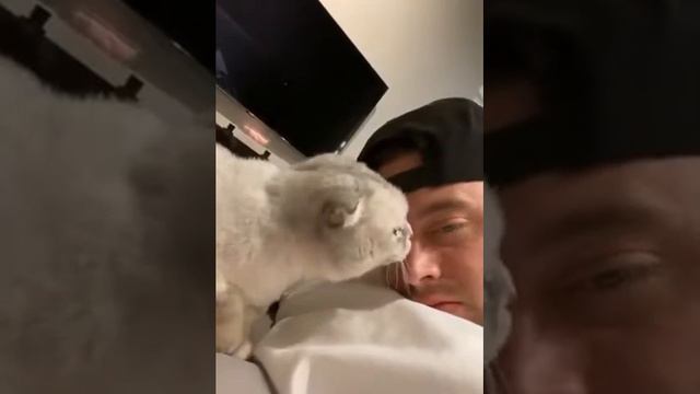 Человек напугал кота лизнув его в ответ смотреть онлайн