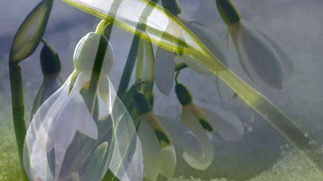 Сергей Риневич "Подснежник" смотреть онлайн