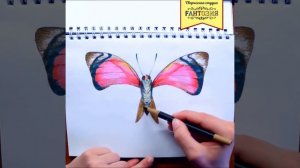 Скетч фломастерами Бабочка