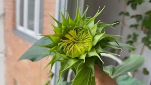 Огород на балконе 24 августа 2020)