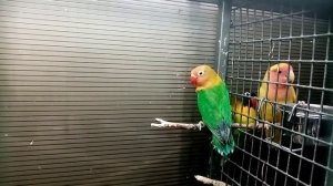 Розовощекий неразлучник поет