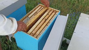 Отводки на маточник. Развитие идёт. Пчеловодство!