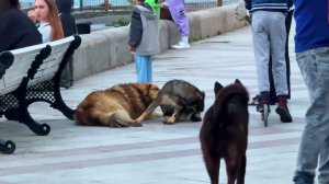 Бездомные собаки и кот на набережной Ялты.Жизнь собак