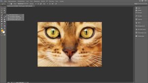 Как найти нужный инструмент в Adobe Photoshop