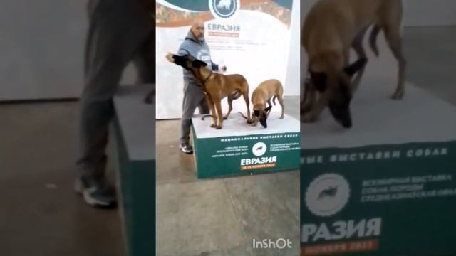 выставка собак в Москве крокус смотреть онлайн