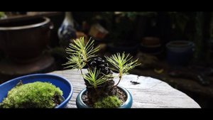 Как прорастить шишку, шишка, сосновая шишка