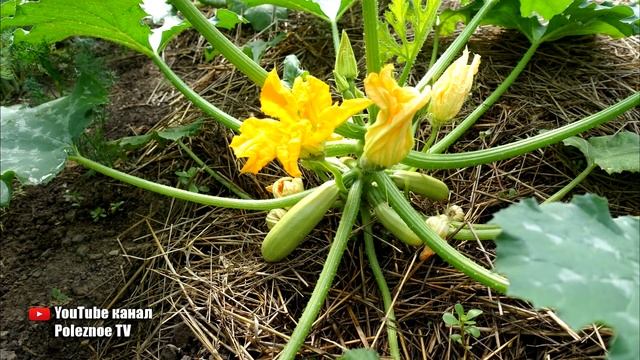 ВОТ ПОЭТОМУ У МЕНЯ КАБАЧКОВ НЕМЕРЯНО И ОНИ ПРУТ БЕЗ ОСТАНОВКИ смотреть онлайн