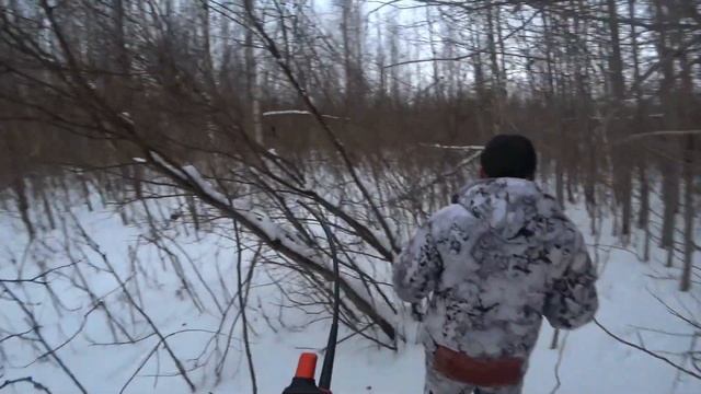 Эстонская гончая. Испытания по зайцу-беляку. Первые в жизни Бруно. Заработал диплом 3 ст по з/б смотреть онлайн