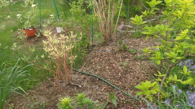 Обзор моего сада. Май 2020 смотреть онлайн