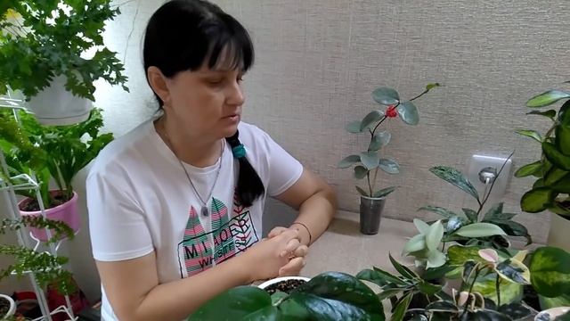 #АНАПА_Натка_солнце  // Мои комнатные растения 2021  //  Обзор моих хойечек