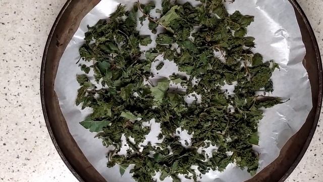 birchtea чай из березовых листьев, как делать, ферментация, что получится
