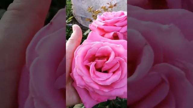 Заказала хотелку! А что ещё? смотреть онлайн