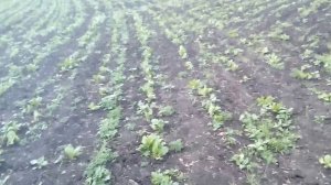 "Бизнес в селе" / с 1га - 3000 $ . Кормовой буряк(свекла)