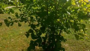 ФУНДУК НА ДАЧЕ