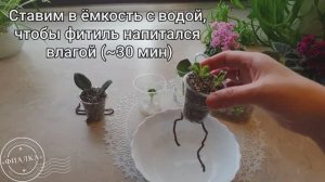 Укореняем листовые черенки фиалок