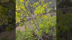 Boxelder maple. Negundo aceroides or Acer negundo